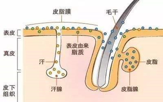 毛孔粗大，该怎么办呢？