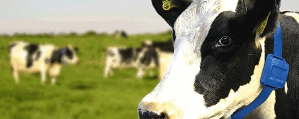 养殖业动物耳标食品的安全与追溯的管理