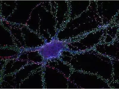 Nature：原来记忆是这样形成的！科学家发现记忆形成新机制