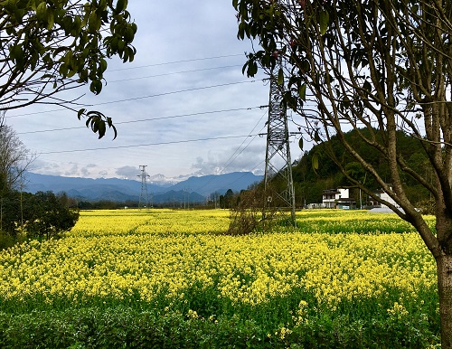 枝头春意闹 出游正当时