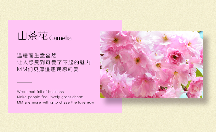 山茶花