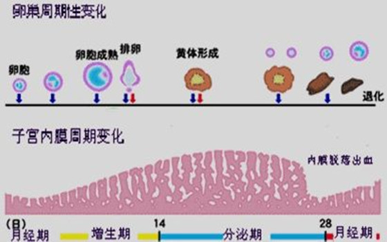 妇科凝胶OEM学术：子宫内膜薄厚是如何计算的？