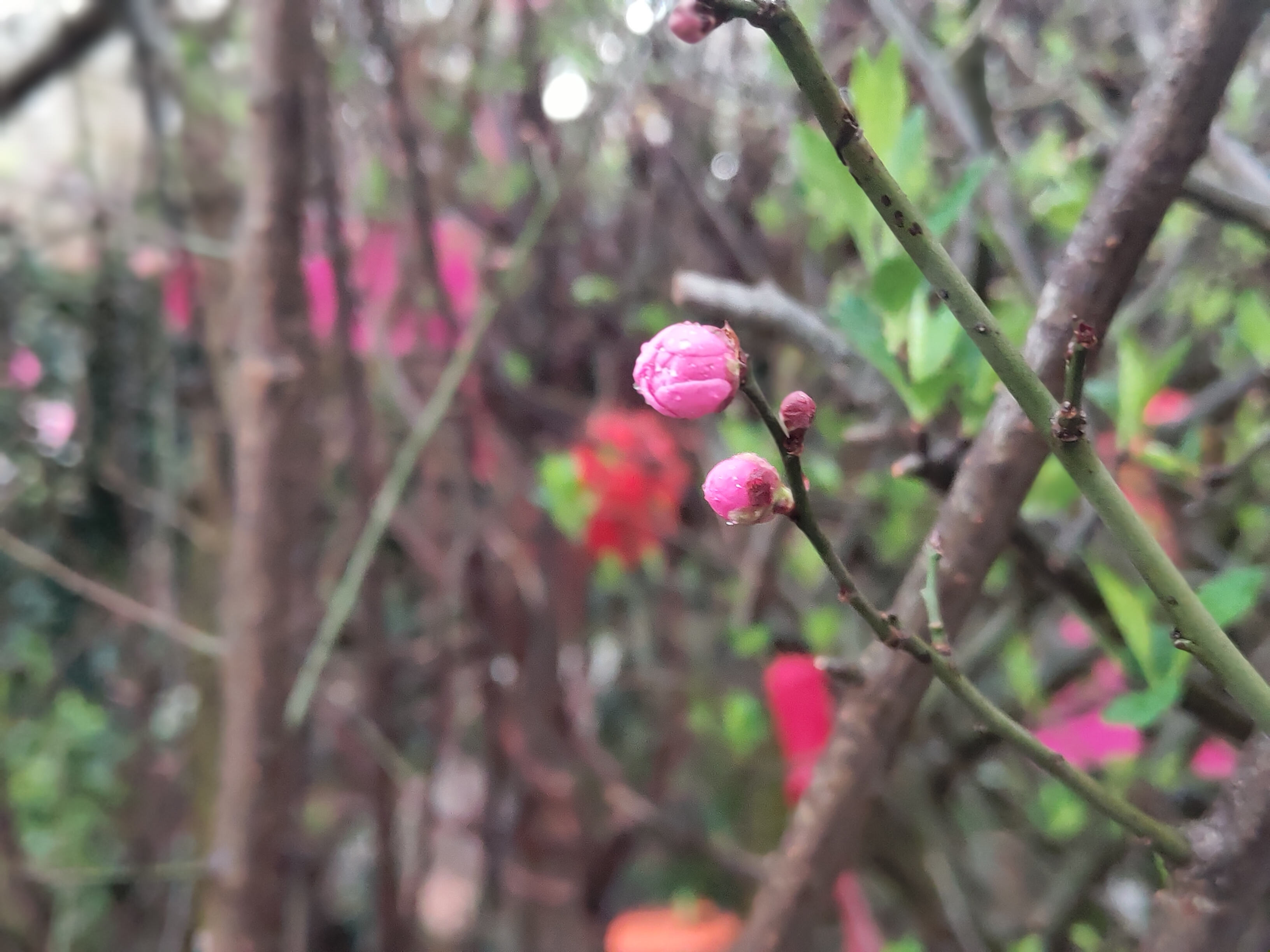 又到了桃李杏梅樱 傻傻分不清的季节了 陈砦花卉市场 郑州陈砦花卉服务有限公司