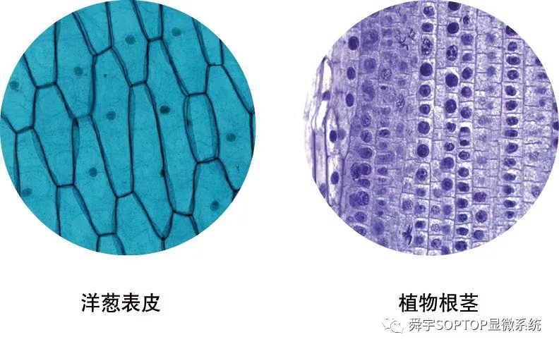 新品 | 探索微观世界，开启智慧人生——E3系列教学级生物显微镜