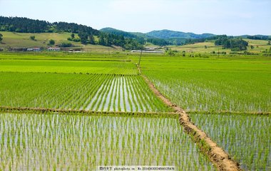 水稻田被损坏和征收分别怎么补偿?