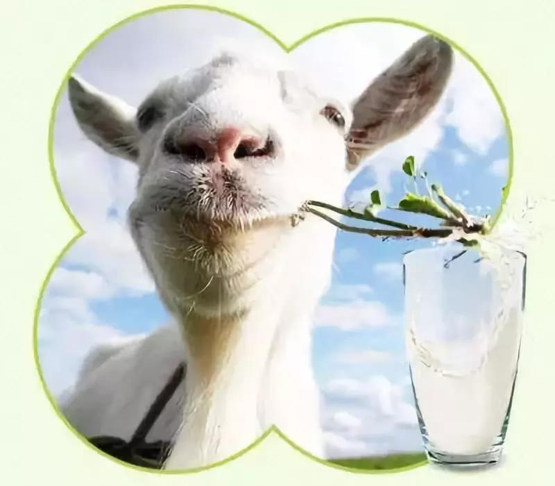 春季最好的饮品——羊奶
