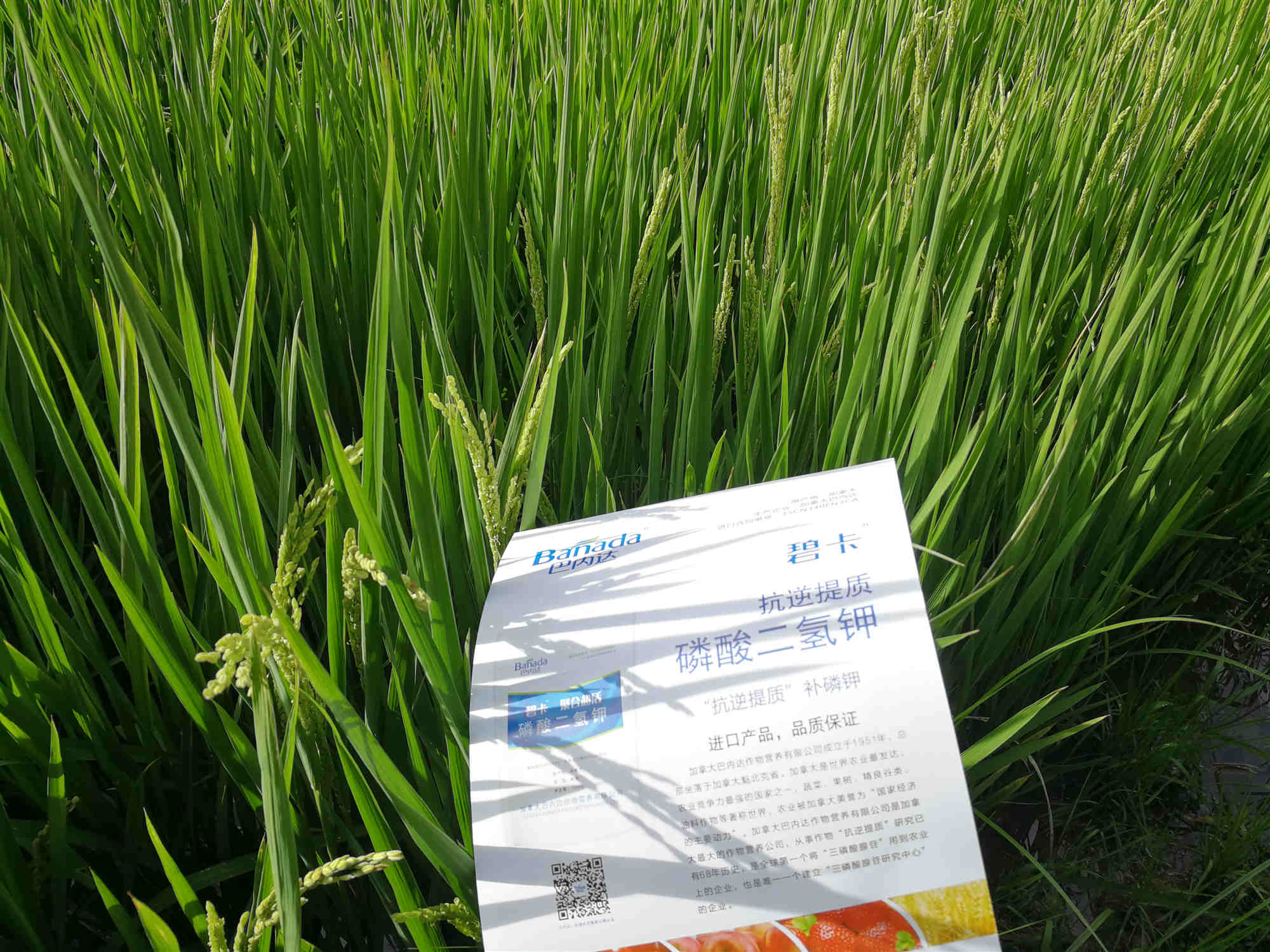 水稻怎样施肥才能高产