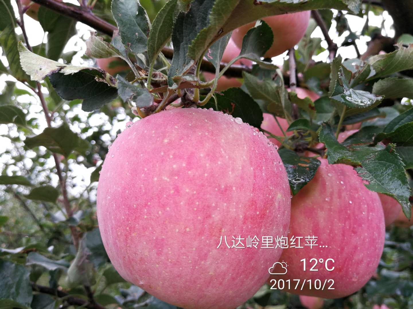 里炮村的苹果熟了 里炮村的苹果熟了