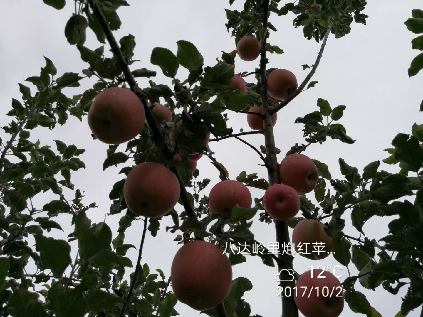 里炮村的苹果熟了 里炮村的苹果熟了