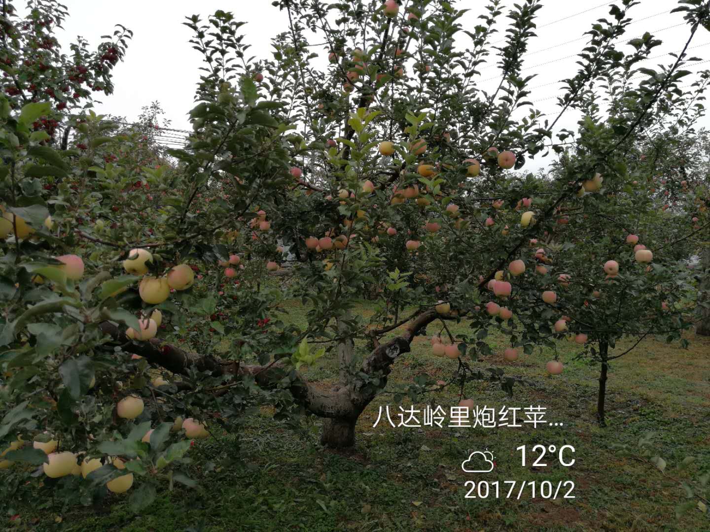 里炮村的苹果熟了 里炮村的苹果熟了