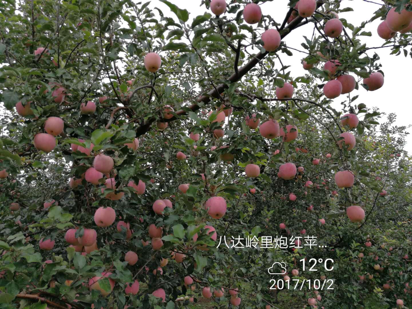 里炮村的苹果熟了 里炮村的苹果熟了