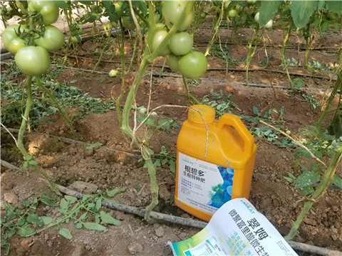 盐碱地用什么肥料去改善