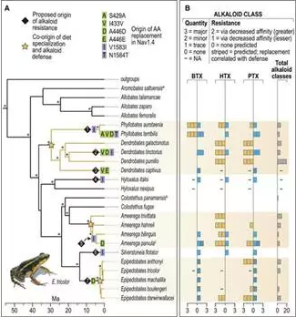 Science：毒蛙如何对自己的神经毒素产生抵抗力？