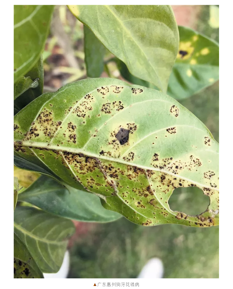 南方春季園林植物病蟲害防治要點(diǎn)