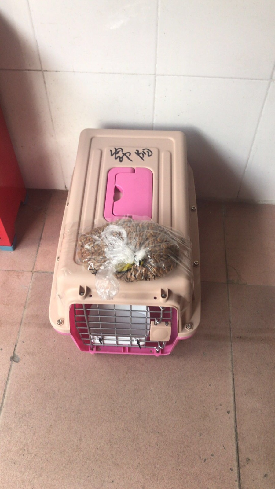 深圳航空托運(yùn)小狗攻略看這里