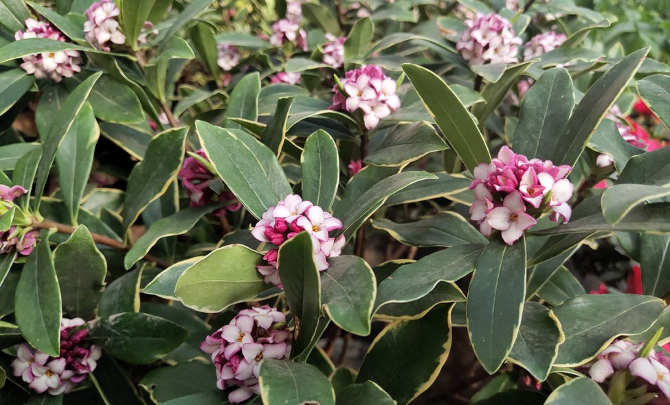 百花齐放的春天，阳台也不甘寂寞