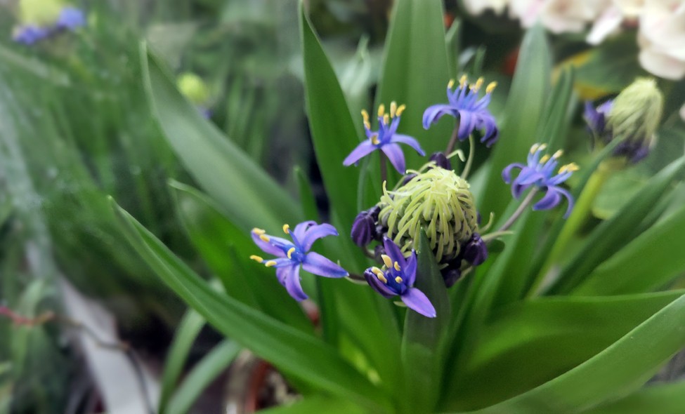 地中海蓝钟花