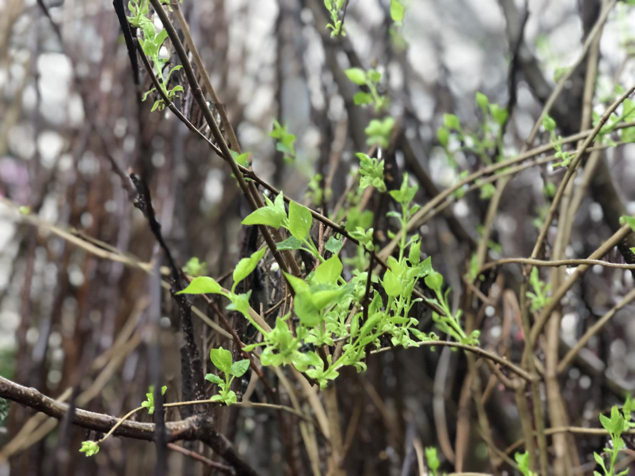 植树节——为生活添点儿彩