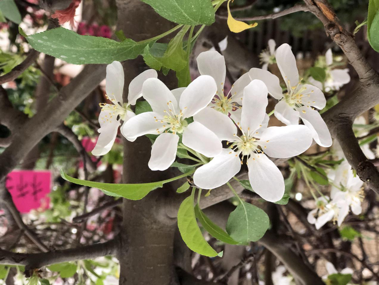 植树节——为生活添点儿彩