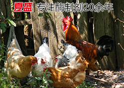夏盛脂肪酶 夏盛脂肪酶