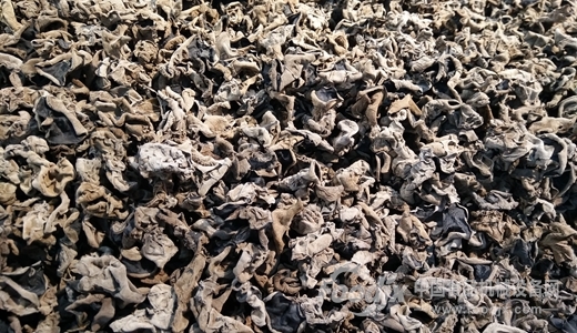 杀菌机、拌料机推动黑木耳成多地扶贫好帮手 杀菌机、拌料机推动黑木耳成多地扶贫好帮手