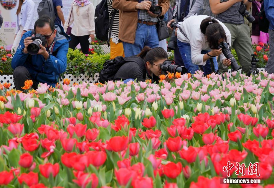 “香港花卉展览2019”一连十日在维园举行
