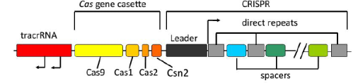 基因修饰小鼠（GEM）模型在肿瘤学研究中的应用