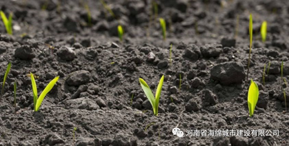 积极推广城市绿地 积极推广城市绿地