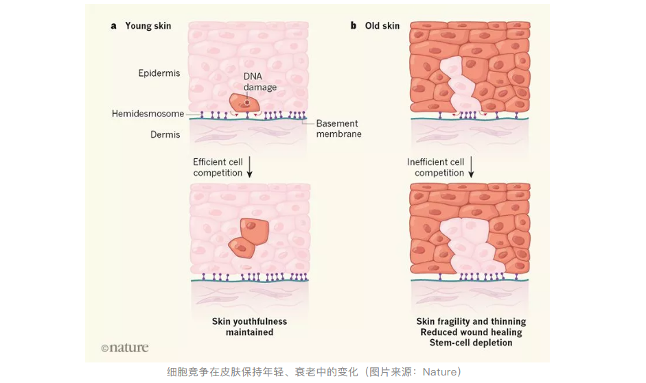 膠原蛋白流失，皮膚衰老？Nature揭示：這與“干細胞競爭”有關