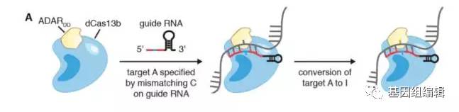 知名华人科学家张峰教授新发现——CRISPR-Cas13的秘密
