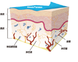 Kinesio肌内效贴布是怎么起作用的？