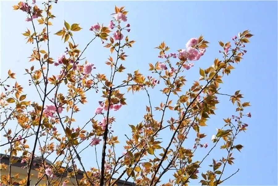 春之舞——春天日记