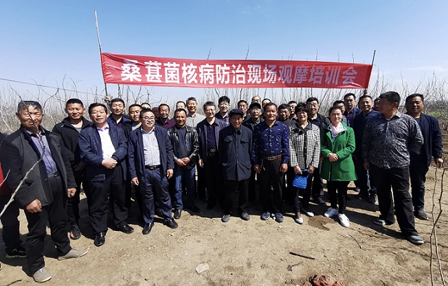 桑葚菌核病防治现场观摩培训会在安丘举行 桑葚菌核病防治现场观摩培训会在安丘举行