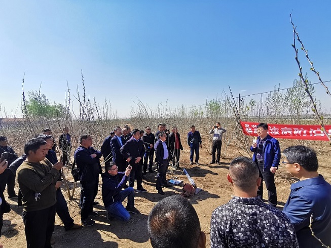 桑葚菌核病防治现场观摩培训会在安丘举行 桑葚菌核病防治现场观摩培训会在安丘举行