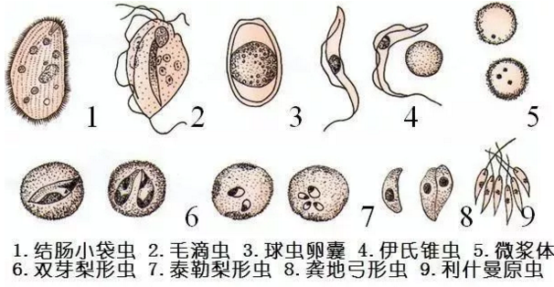 原虫大小比较对照简图