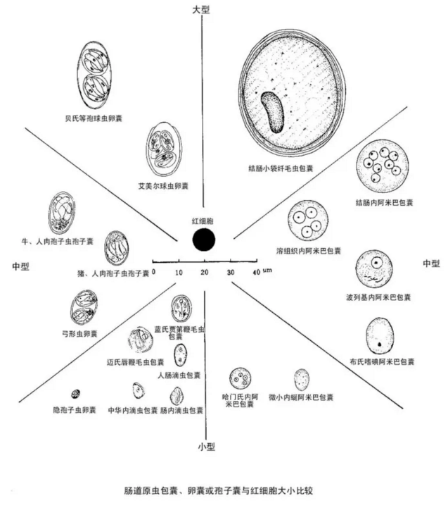 原虫大小比较对照简图