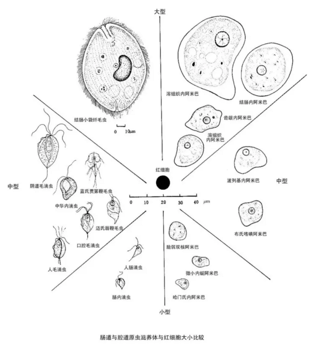 原虫大小比较对照简图