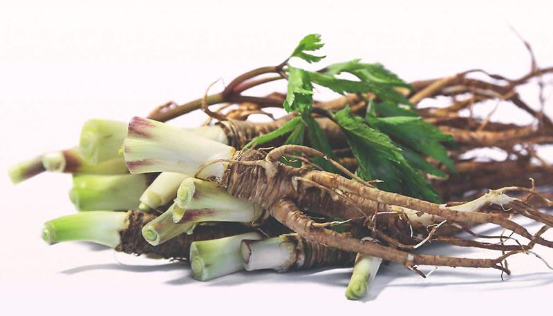 Plant remedies for lessen Menstruation discomfort Plant remedies for lessen Menstruation discomfort