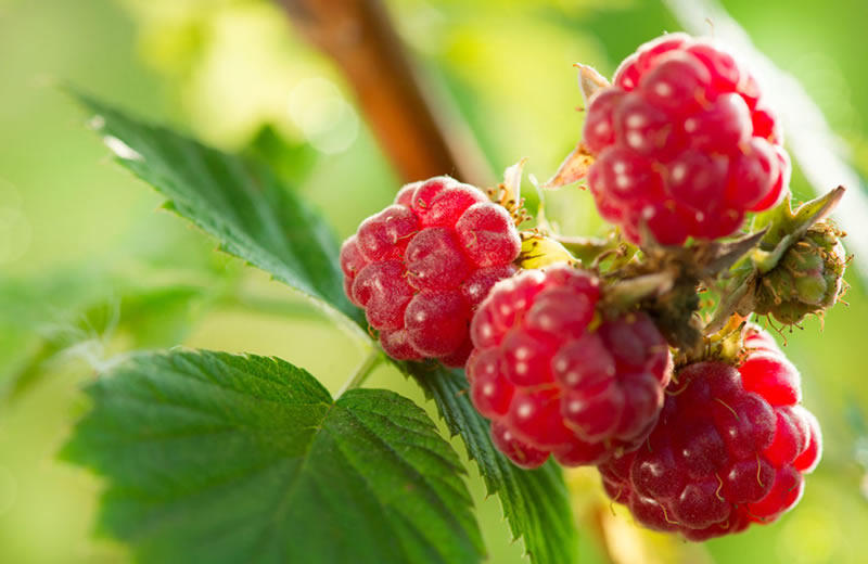 Plant remedies for lessen Menstruation discomfort Plant remedies for lessen Menstruation discomfort