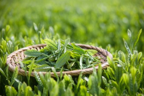 Plant extracts to help you lose weight Plant extracts to help you lose weight