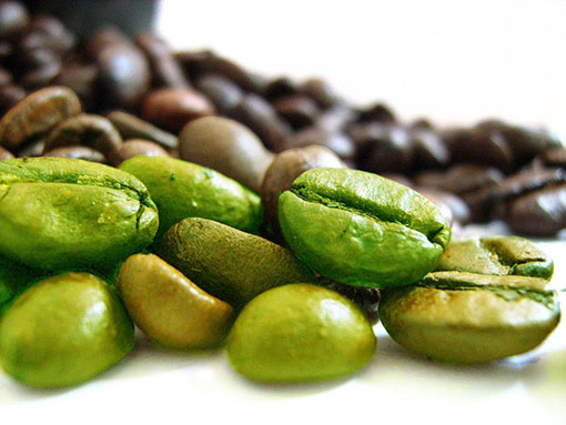 Plant extracts to help you lose weight Plant extracts to help you lose weight