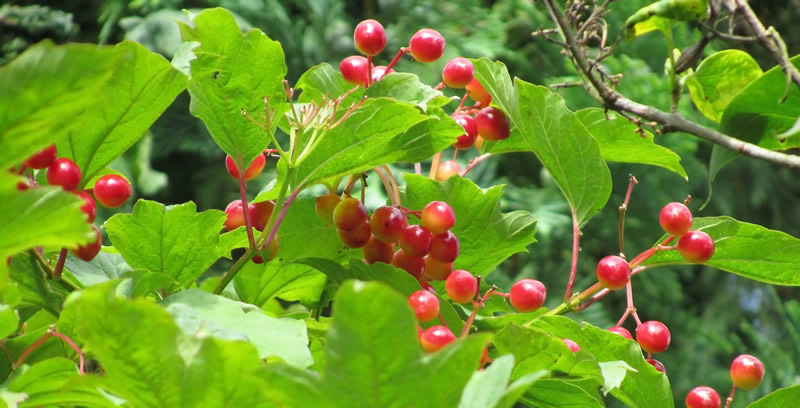 Plant remedies for lessen Menstruation discomfort Plant remedies for lessen Menstruation discomfort