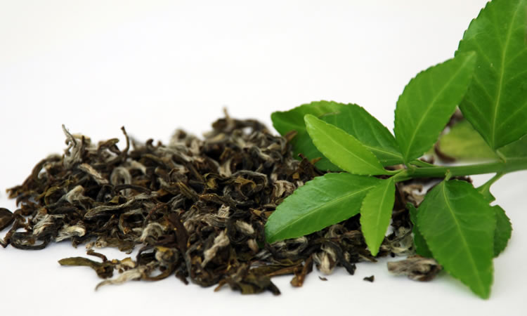 Plant extract helps to imrpove your immunity Plant extract helps to imrpove your immunity