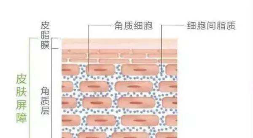 赢得无情岁月 丝铠丝素蛋白告诉你肌肤的秘密 赢得无情岁月 丝铠丝素蛋白告诉你肌肤的秘密