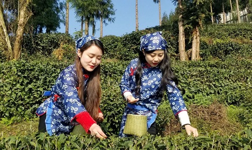 扬子江中水 蒙山顶上茶