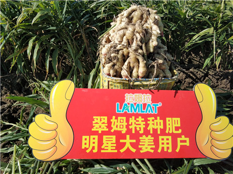 盐碱地怎么办？