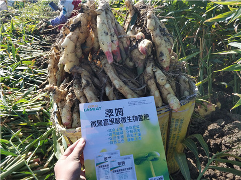 盐碱地怎么办？