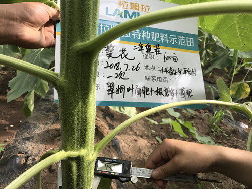 肥料对作物的利与弊