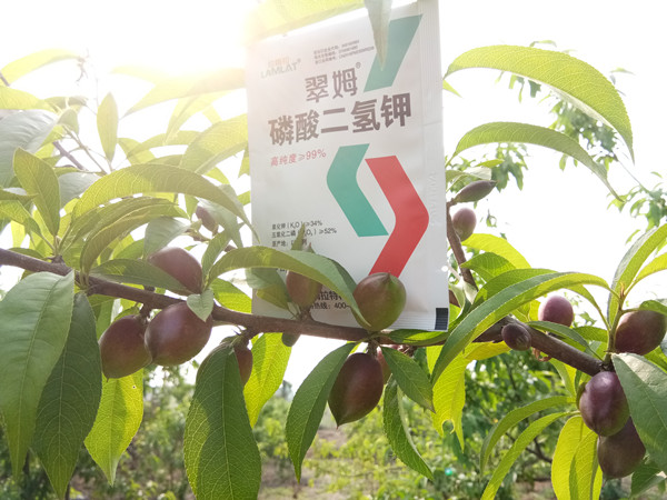 磷酸二氢钾什么才是真？