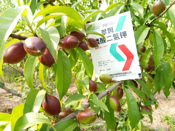 磷酸二氢钾什么才是真？